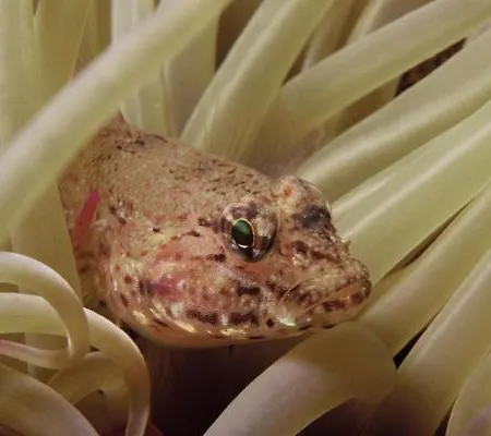 La Residenza Nel Parco Bike House Capoliveri (Isola d'Elba)