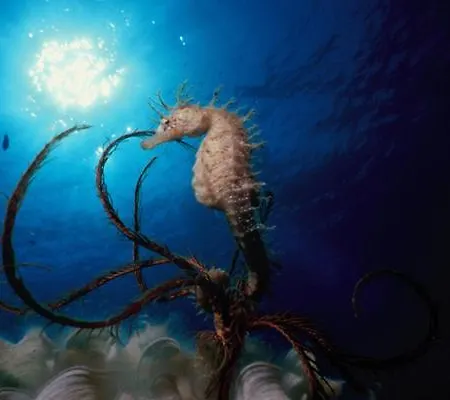 Holiday home La Residenza Nel Parco Bike House Capoliveri (Isola d'Elba)