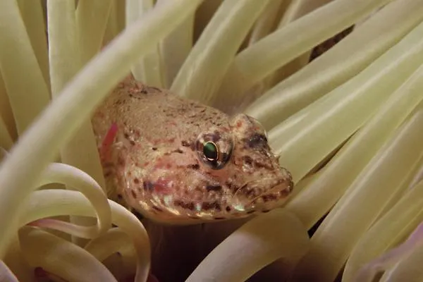 La Residenza Nel Parco Bike House Capoliveri (Isola d'Elba)